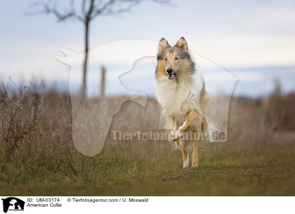 American Collie / American Collie / UM-03174