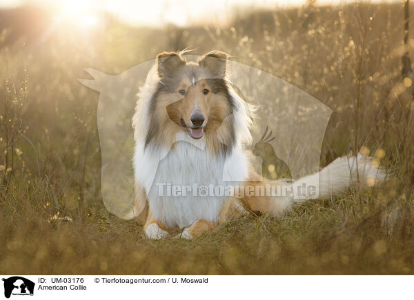 American Collie / American Collie / UM-03176