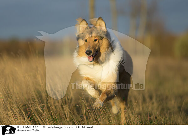 American Collie / American Collie / UM-03177