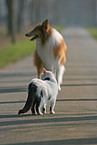 Cat and dog