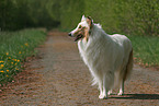 American Collie