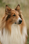 American Collie Portrait