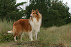 standing American Collie