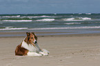 American Collie