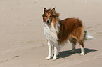 standing American Collie