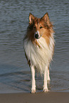 American Collie