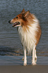 American Collie