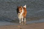 walking American Collie