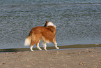 walking American Collie