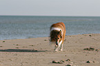 walking American Collie