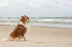 sitting American Collie