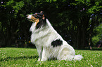 American Collie