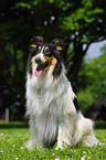 American Collie