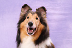 American Collie Portrait