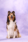 sitting American Collie