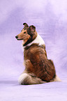 sitting American Collie