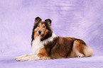 lying American Collie