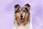 American Collie Portrait