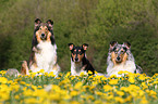 American Collies