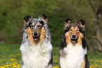 American Collies