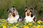 American Collies