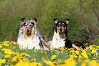 American Collies