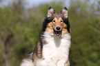 American Collie Portrait