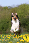 running American Collie