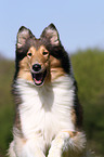 American Collie Portrait