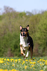 running American Collie