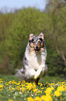 running American Collie