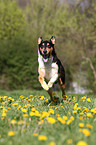 running American Collie