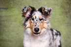 American Collie puppy