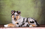 American Collie puppy