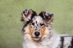 American Collie puppy