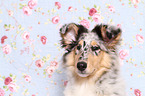 American Collie puppy