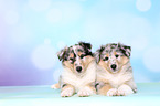 American Collie Puppies