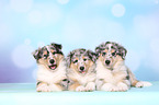 American Collie Puppies