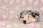 American Collie Puppy