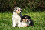 American Collie Puppy