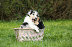 American Collie Puppy