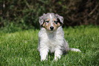 American Collie Puppy