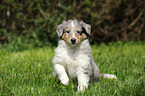 American Collie Puppy