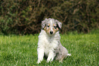 American Collie Puppy