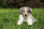 American Collie Puppy