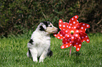 American Collie Puppy