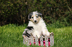 American Collie Puppy