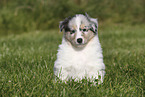 American Collie Puppy