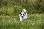 American Collie Puppy