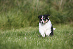 American Collie Puppy